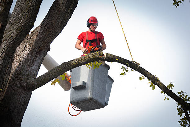 Tree Branch Trimming in Laingsburg, MI